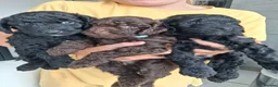 Goldendoodle dogs for sale:  Medium Goldendoodle puppies in Gateshead - Advert 11