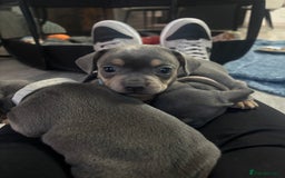 Mixed Breed dogs for sale: French- wieners ❤️ - Image 7
