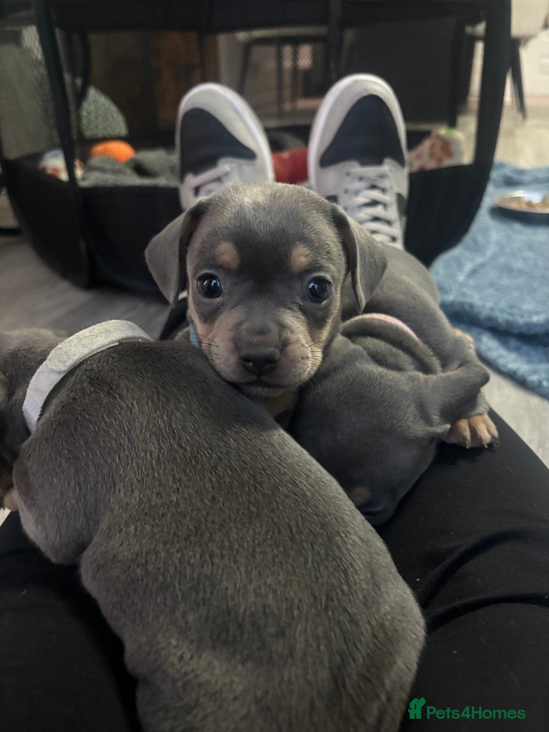 Mixed Breed dogs for sale: French- wieners ❤️ - Image 7