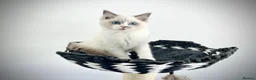Ragdoll cats for sale: Only one kitten left! Don’t miss out! - Advert 10