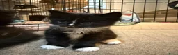 Maine Coon cats for sale: Stunning Maine Coon Cross Kittens – Ready Soon 🐾  - Advert 16