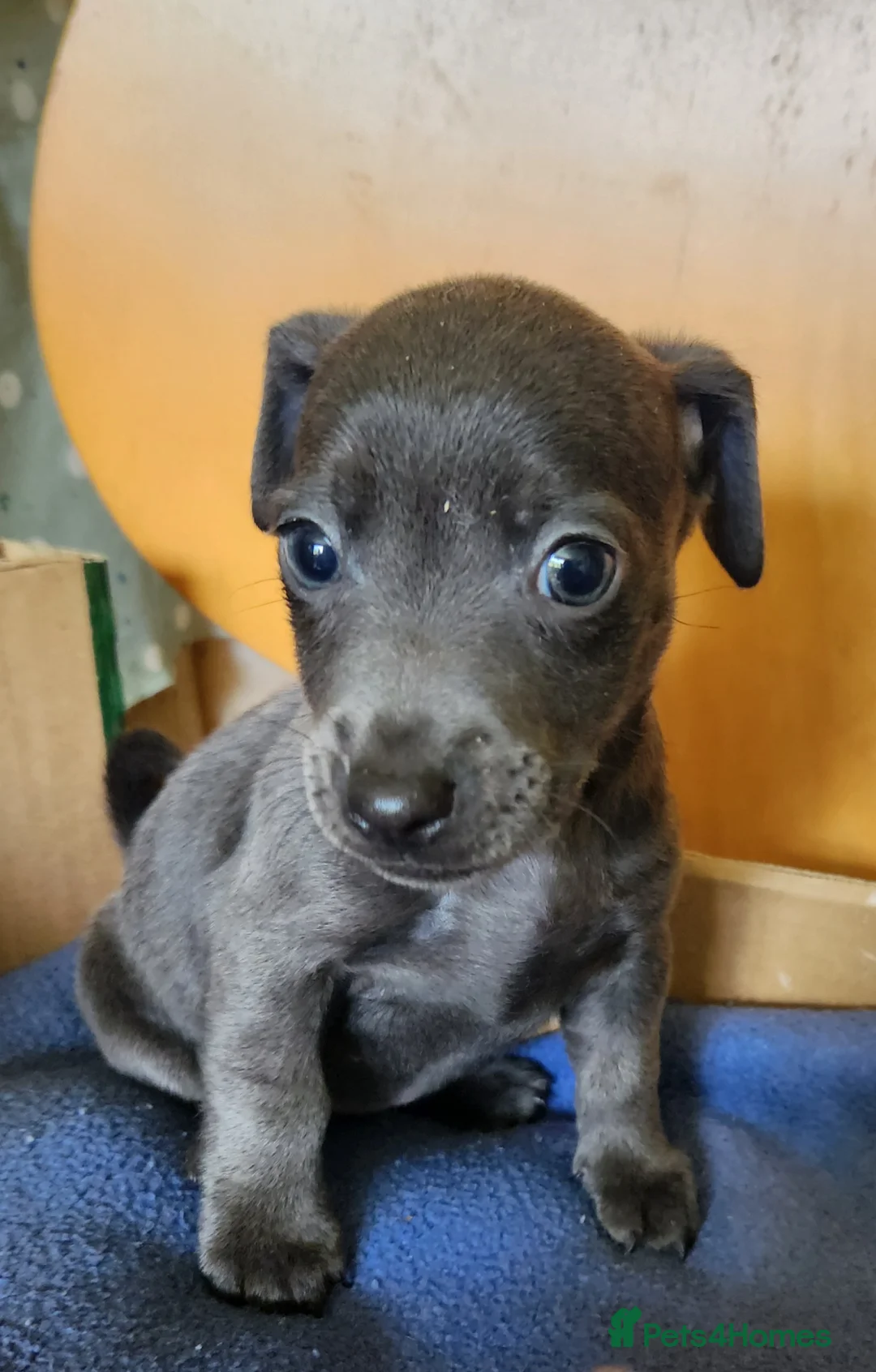Jack Russell dogs for sale: Blue and sandy Jack Russell puppies - Advert 1