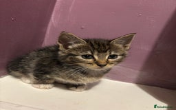 British Shorthair cats for sale: 3 kittens Available as of today 21/09/2025 - Image 3