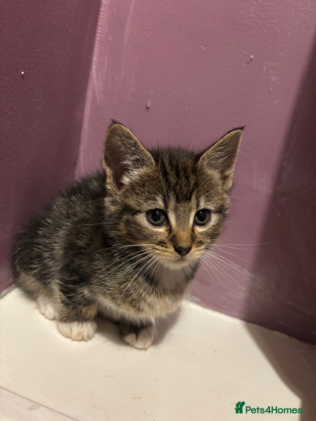 British Shorthair cats for sale: 3 kittens Available as of today 21/09/2025 - Image 3