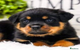 Rottweiler dogs for sale: 🌟 Adorable Rottweiler Puppies for Sale! 🌟 - Image 1