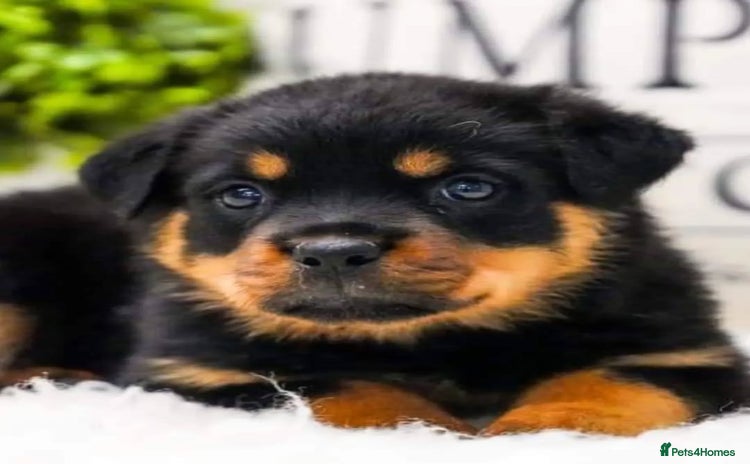 Rottweiler dogs - Advert 1