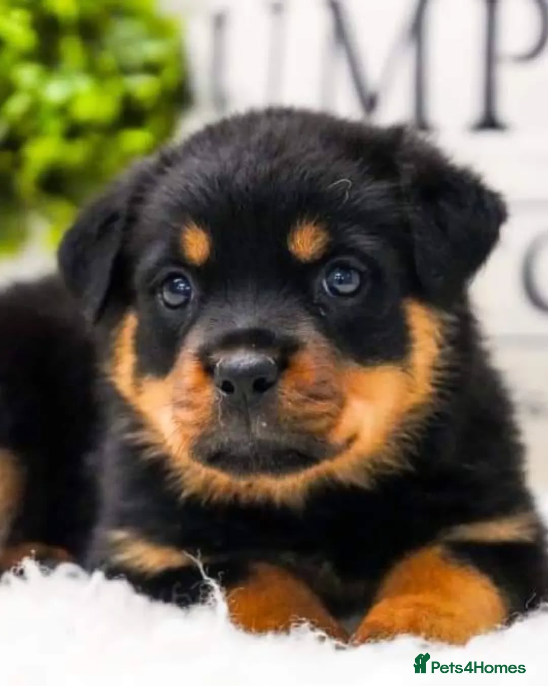 Rottweiler dogs for sale: 🌟 Adorable Rottweiler Puppies for Sale! 🌟 - Image 1