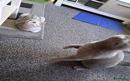 British Shorthair cats for sale: 2 british short-haired cats  - Image 3