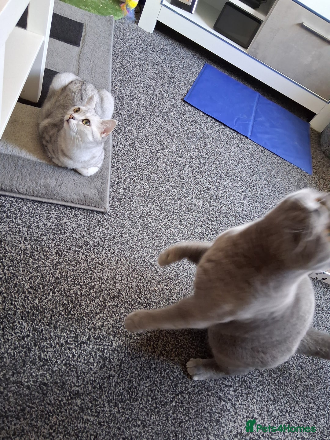 British Shorthair cats for sale: 2 british short-haired cats  - Image 3