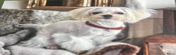 Maltese dogs for sale: One Beautiful Korean Maltese boy left for sale 🐾  - Advert 29