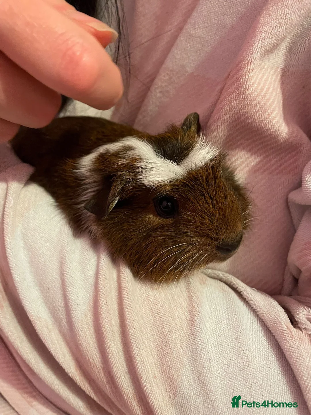 Guinea Pig rodents for sale: Friendly guinea pigs in Basildon - Advert 3