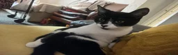 Mixed Breed cats for sale: 2 female and 1 male cat for sale  - Advert 4