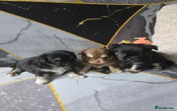Chihuahua dogs for sale: 3 Adorable little princes chihuahua puppies - Image 7