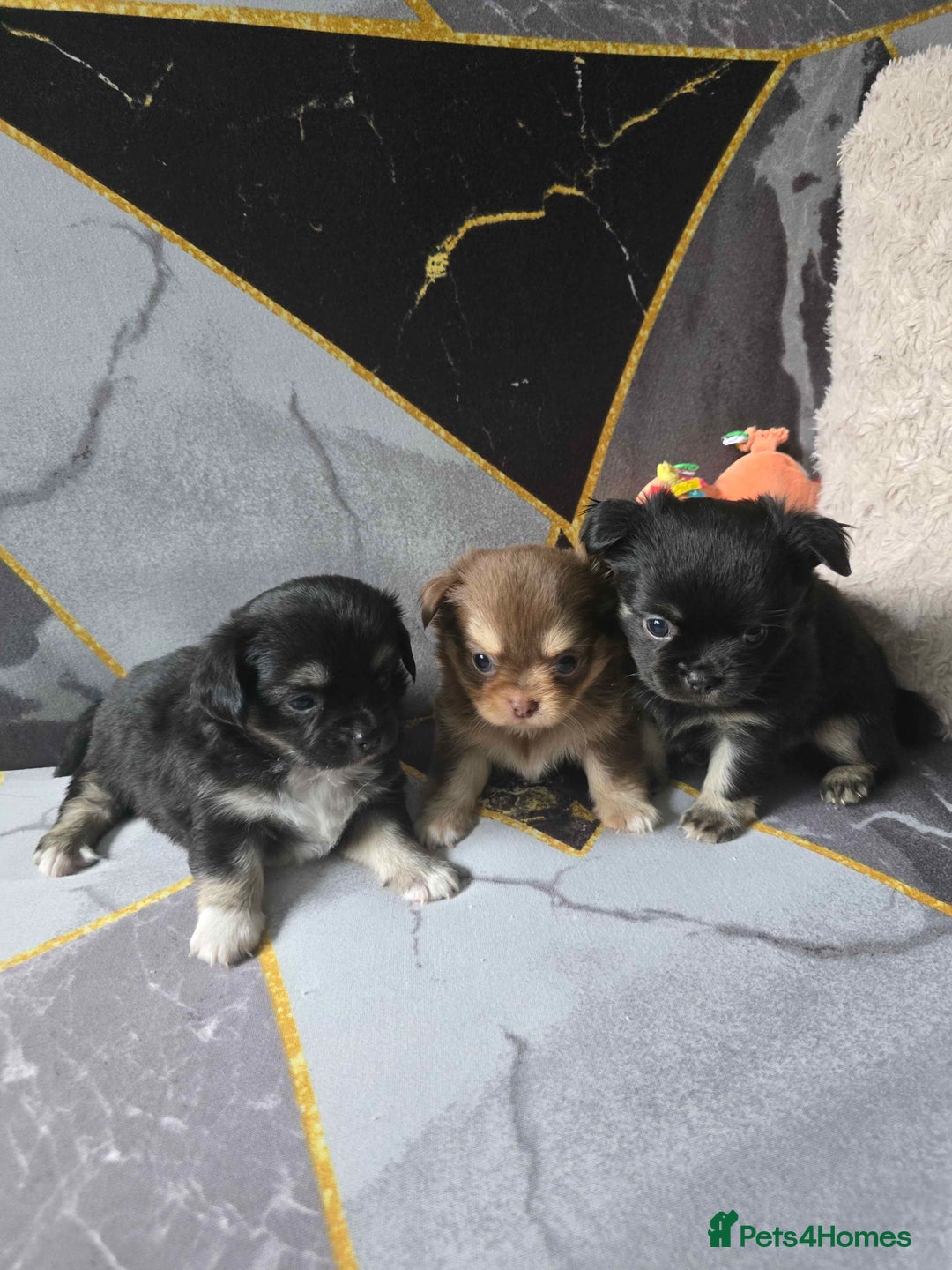 Chihuahua dogs for sale: 3 Adorable little princes chihuahua puppies - Image 7