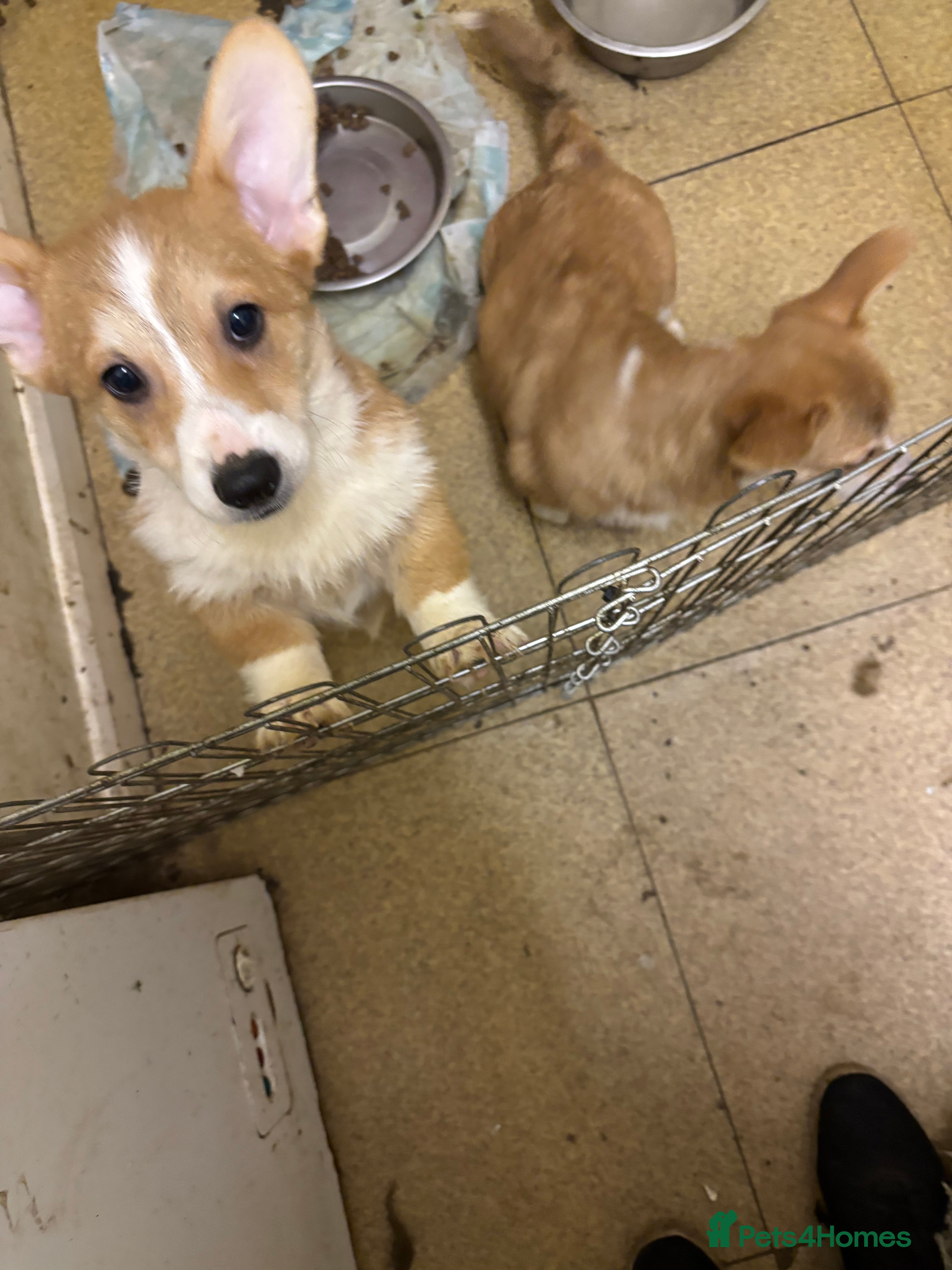 Welsh Corgi Pembroke dogs Four beautiful Pembroke Welsh Corgis - Advert 7