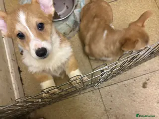 Welsh Corgi Pembroke dogs Four beautiful Pembroke Welsh Corgis - Advert 7