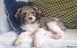 Cavapoo dogs for sale: F1b Standard Cavapoo, 3 remaining ready to leave in Watchet - Image 34