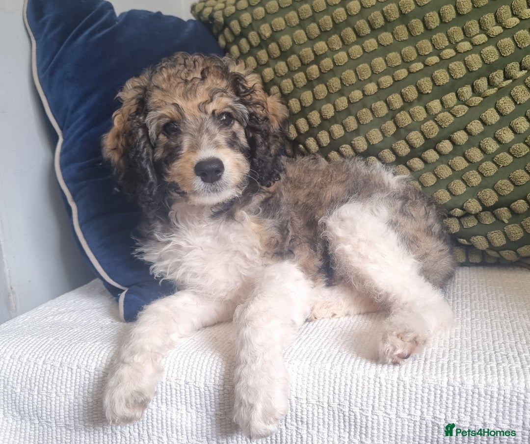 Cavapoo dogs for sale: F1b Standard Cavapoo, 3 remaining ready to leave in Watchet - Image 34