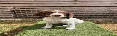 English Springer Spaniel 7