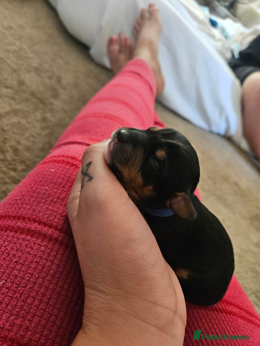 Mixed Breed dogs for sale: Chiweenie Puppies  - Image 5