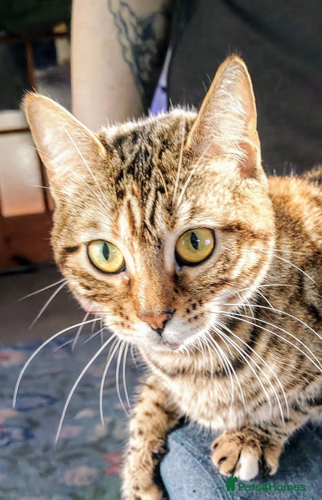 Bengal cats for sale: 1 year 8 month old female Bengal neutered  - Image 3