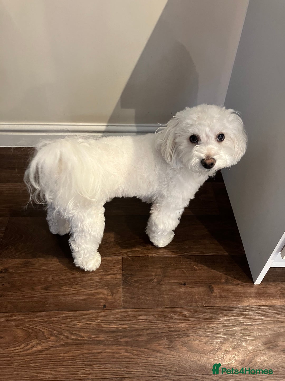 Maltipoo dogs for sale: 2 year old Maltipoo for sale - Image 5