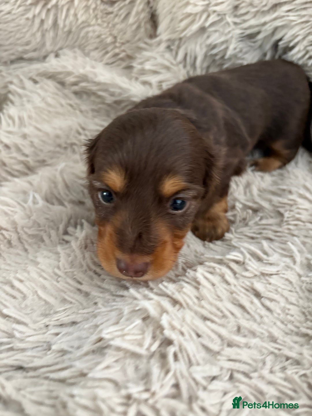 Miniature Dachshund dogs for sale: Long haired mini male dachshunds pups KC reg  - Image 16