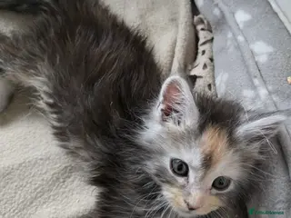 Maine Coon cats STUNNING MAINE COON KITTENS - Advert 11