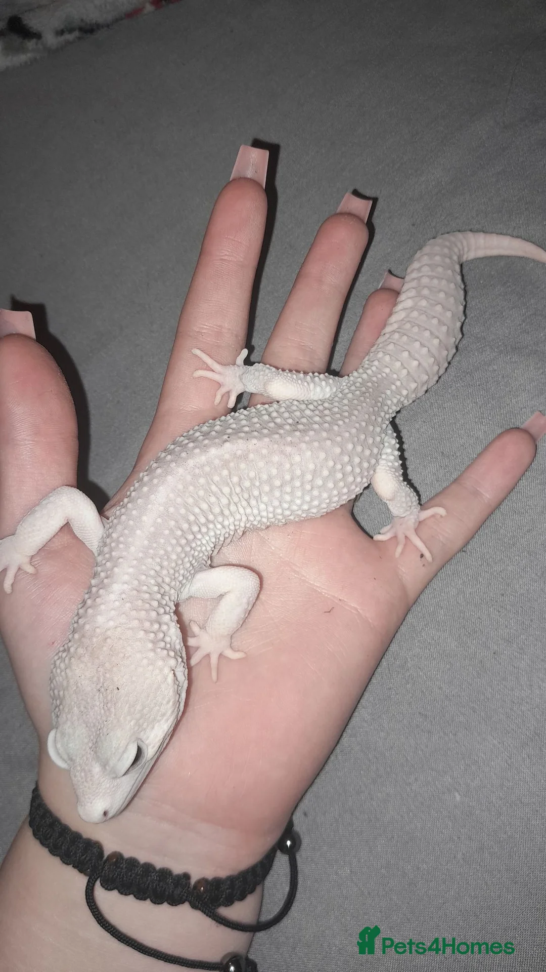 Leopard Gecko reptiles for sale: male super platinum leopard gecko  in Birmingham - Advert 2