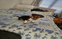 Mixed Breed dogs for sale: Last chocolate chiweenie girl - Image 14
