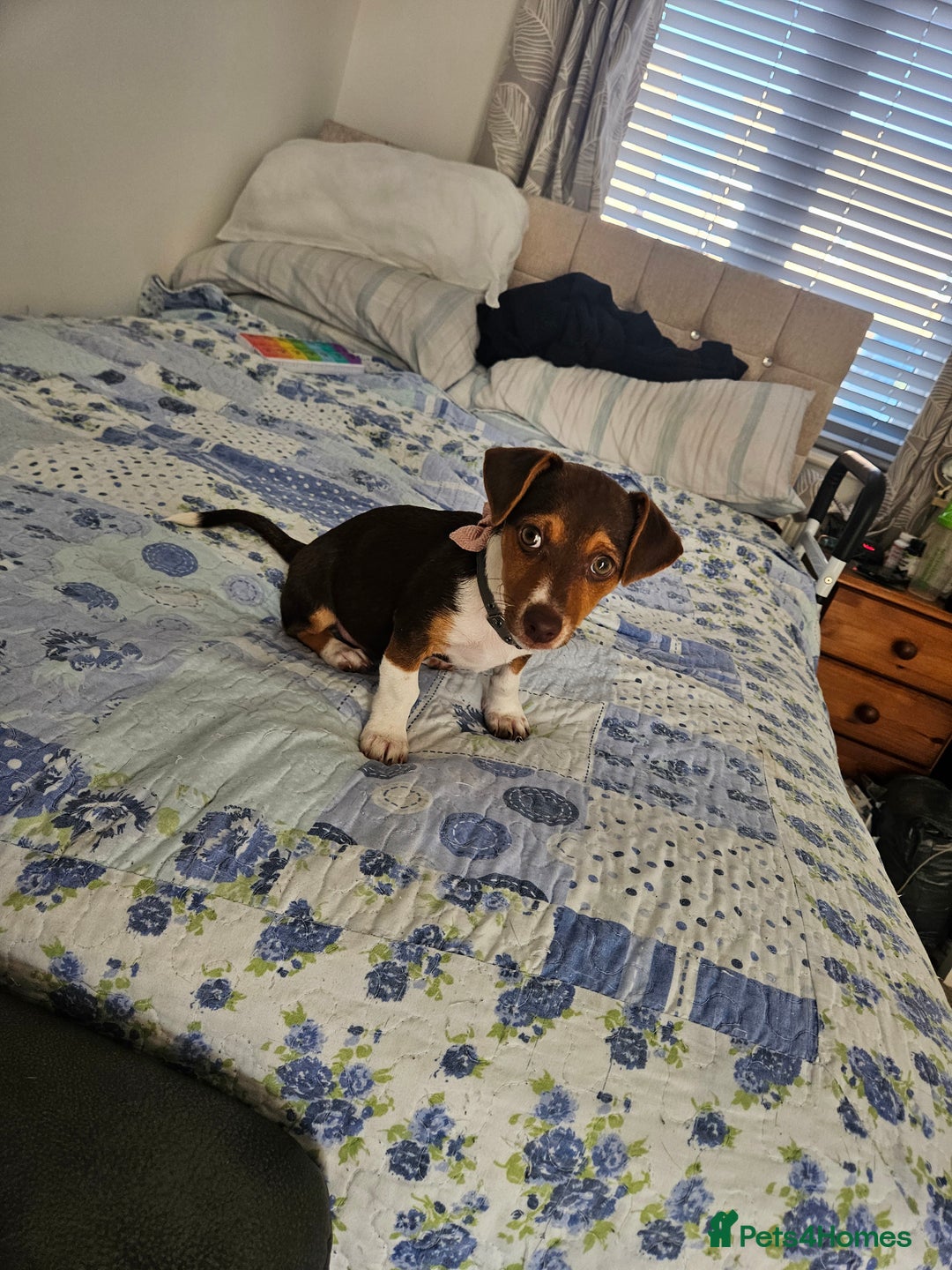 Mixed Breed dogs for sale: Last chocolate chiweenie girl - Image 14