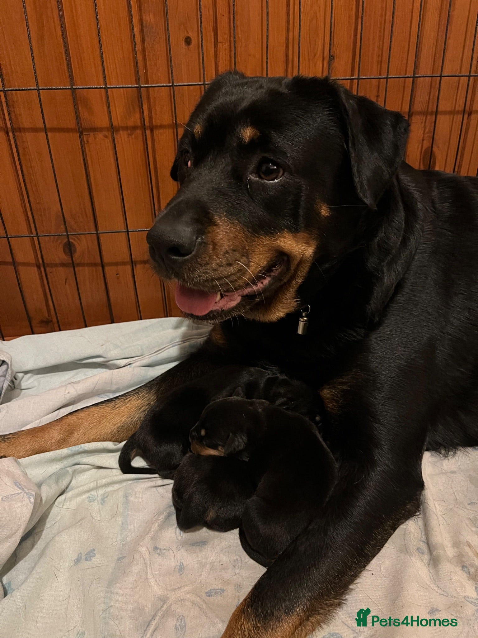 Mixed Breed dogs Rottweiler Doberman mix - Advert 1