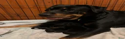 Mixed Breed dogs for sale: Rottweiler Doberman mix in Berwick-upon-Tweed - Advert 1