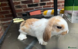 Mini Lop rabbits for sale: Mini lop  - Image 7