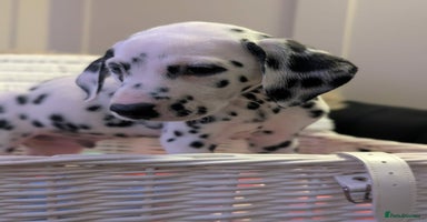 Dalmatian dogs KC Registered Dalmatian Puppies  - Advert 1