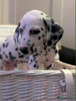 Dalmatian dogs KC Registered Dalmatian Puppies - Advert 1