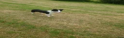 Border Collie dogs for sale: Border collie dogs for sale  in Machynlleth - Advert 11