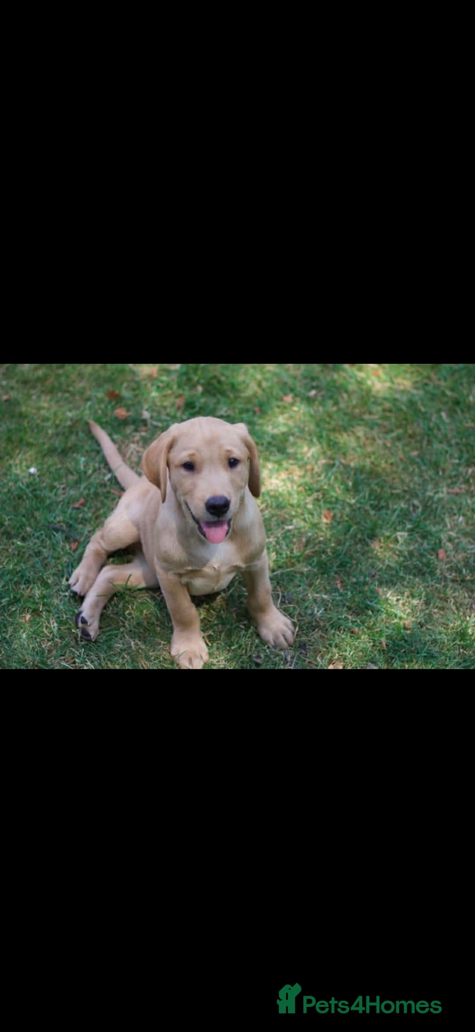 Labrador Retriever dogs Beautiful KC registered pups ready for their home - Advert 8