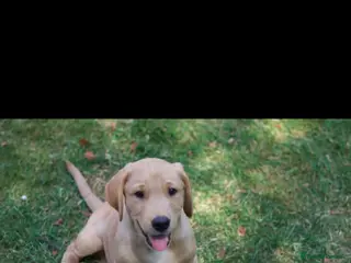 Labrador Retriever dogs Beautiful KC registered pups ready for their home - Advert 8