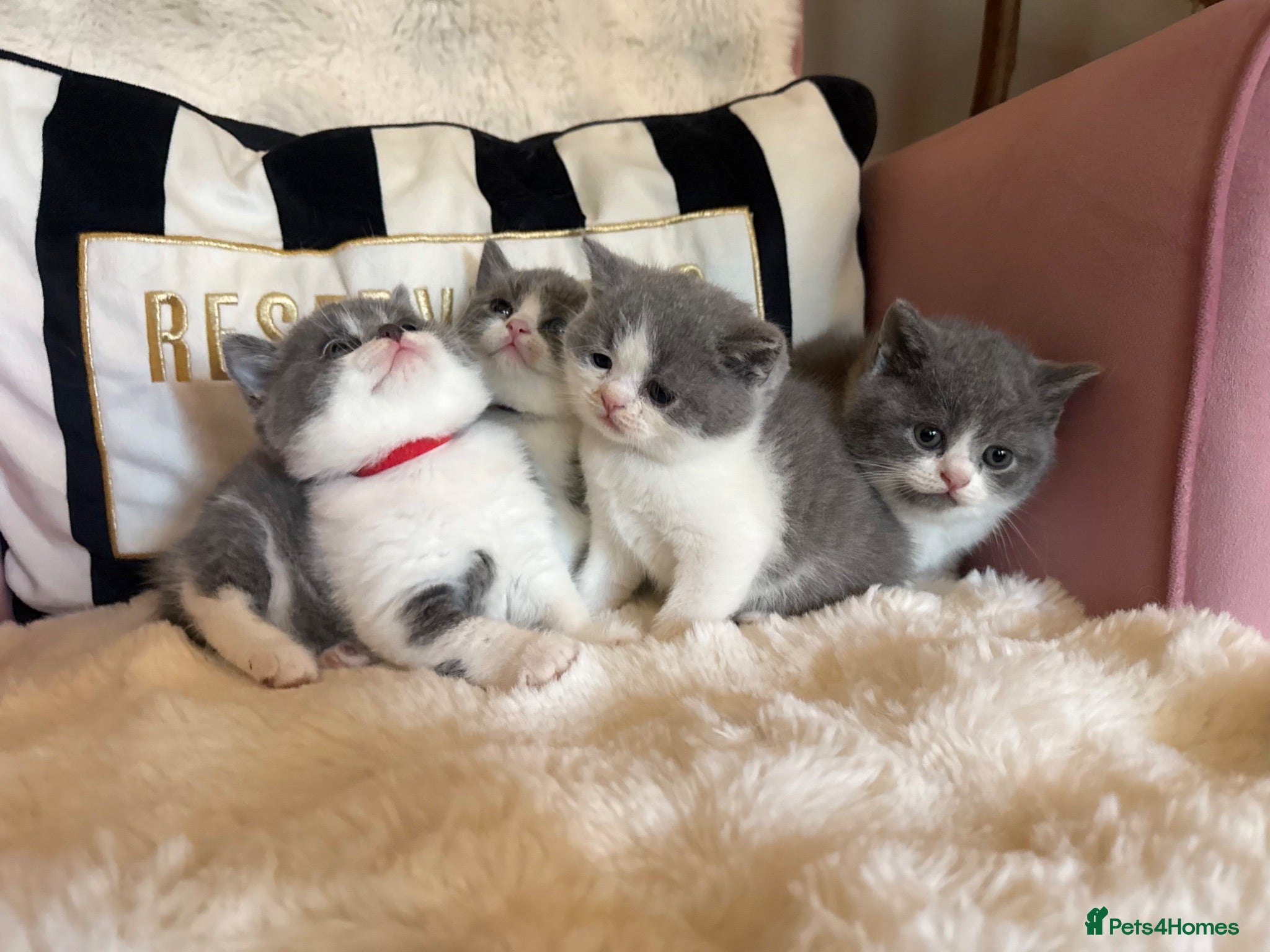 British Shorthair cats Summer sale🏆Champion British Shorthair kittens😻 - Advert 2