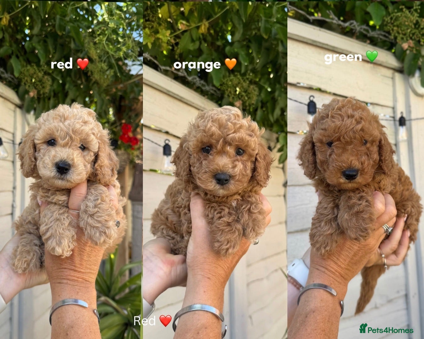 Cavapoo dogs 5 ⭐  Health tested Puppies 🐶  - Advert 5