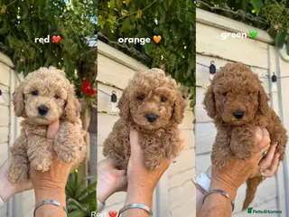 Cavapoo dogs 5 ⭐ Health tested Puppies 🐶 - Advert 5