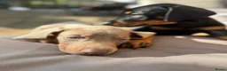 Dobermann dogs for sale: ❌ ready monday❌Health tested Dobermans not Kc reg  - Advert 17