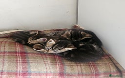 Bengal cats for sale: Bengal x brithish shorthair - Image 4