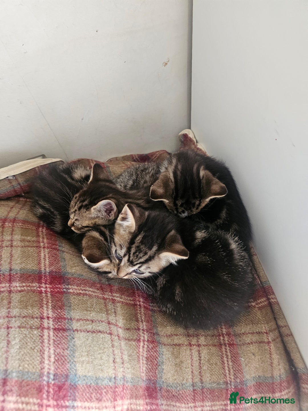 Bengal cats for sale: Bengal x brithish shorthair - Image 4