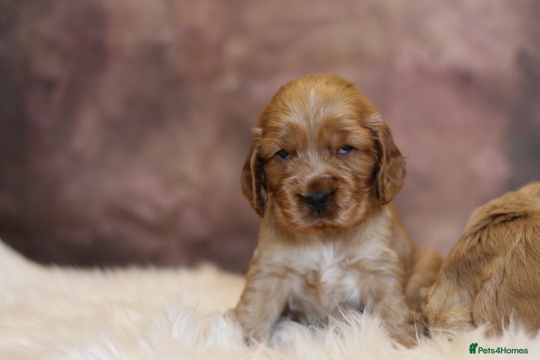 Cocker Spaniel dogs for sale: Rizi-Bizi bred Health tested Show cockers  - Image 16