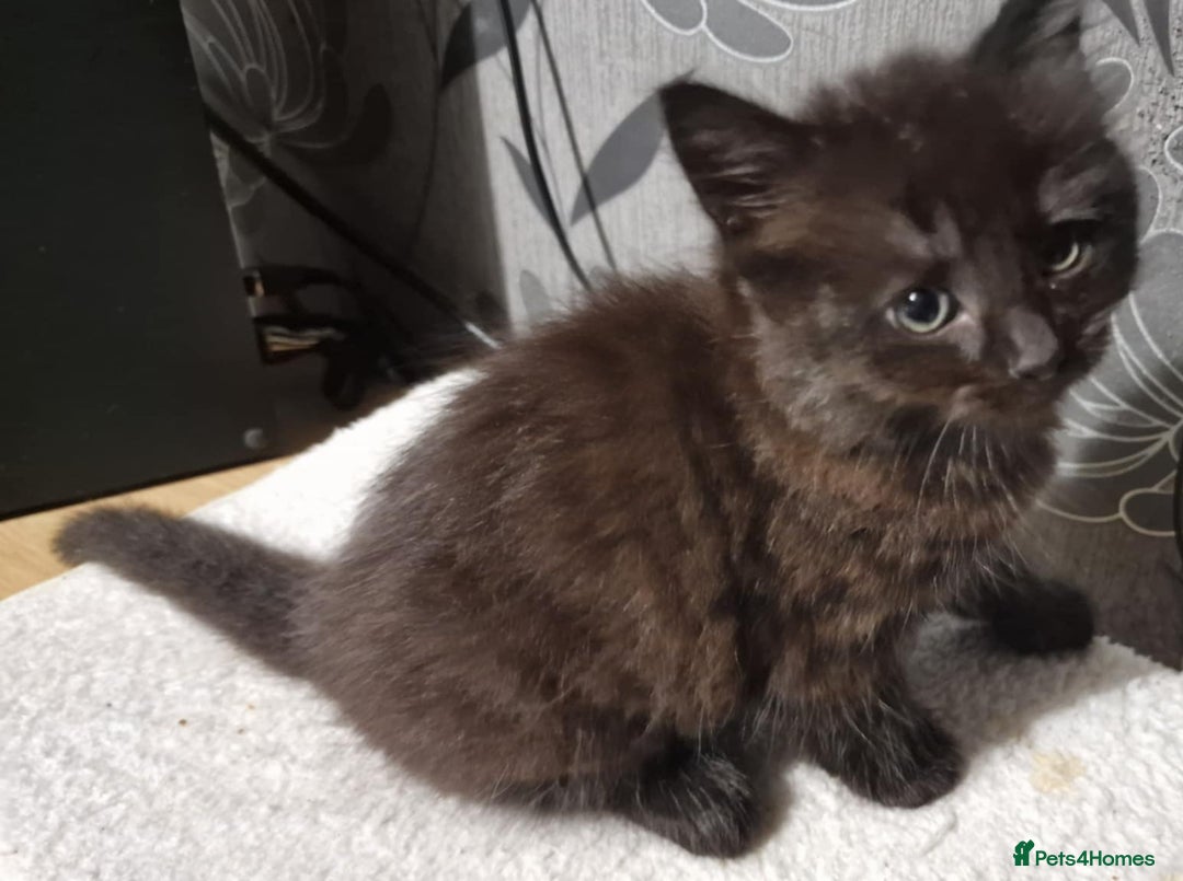 Mixed Breed cats for sale:  ✨ 3 Female Kittens Looking for Forever Homes ✨ - Advert 12