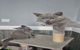 British Shorthair cats for sale: BSH blues  - Image 3