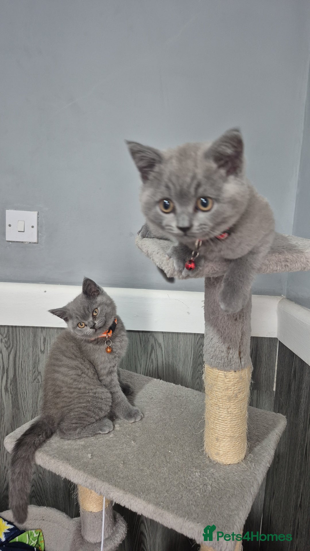 British Shorthair cats for sale: BSH blues  - Image 3