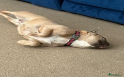 French Bulldog dogs for sale: Female french bulldog 3 years old  - Image 2
